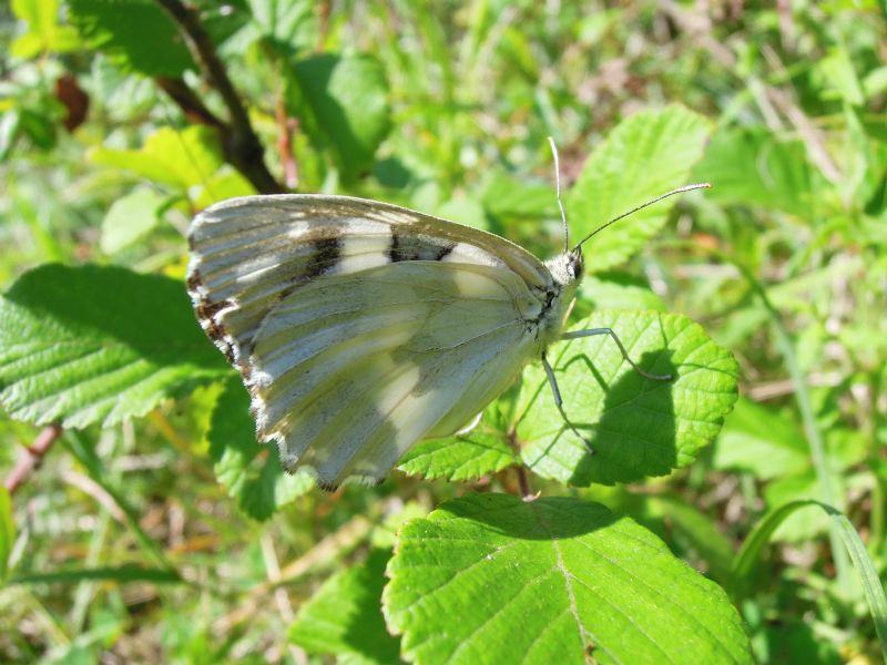 Melanargia galathea f. leucomelas